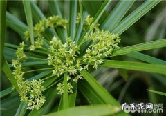 水竹的种子是什么,水竹养护与繁殖方法
