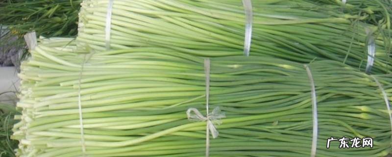 鲜蒜苔怎么保存时间长 新鲜蒜苔怎么长期保存方法