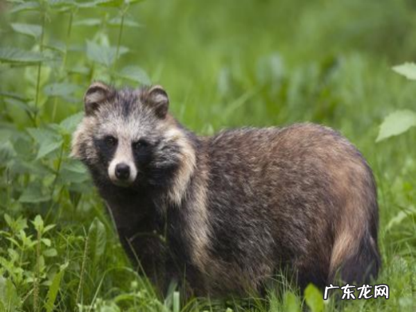 一丘之貉代表什么动物,一丘之貉的河是什么动物