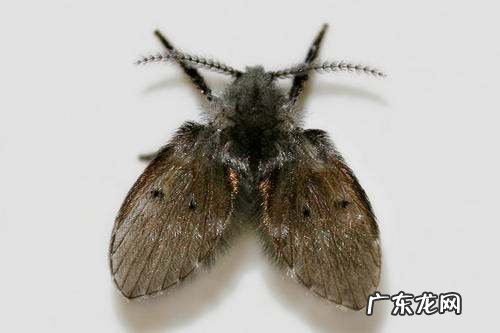 厕所飞的小黑虫是什么,卫生间洗手池反味怎么处理