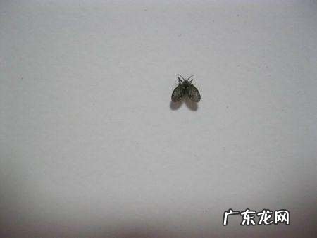 厕所飞的小黑虫是什么,卫生间洗手池反味怎么处理