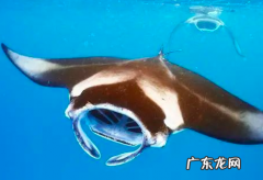 像蝙蝠一样的鱼叫什么,像蝙蝠一样的鱼叫什么有尾巴