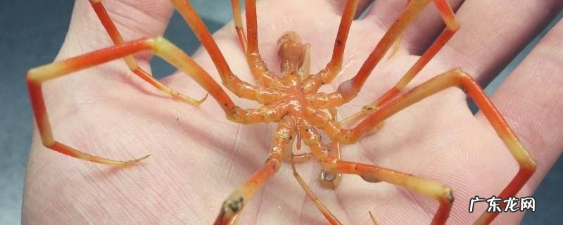 海蜘蛛的特点 海蜘蛛和蜘蛛的区别