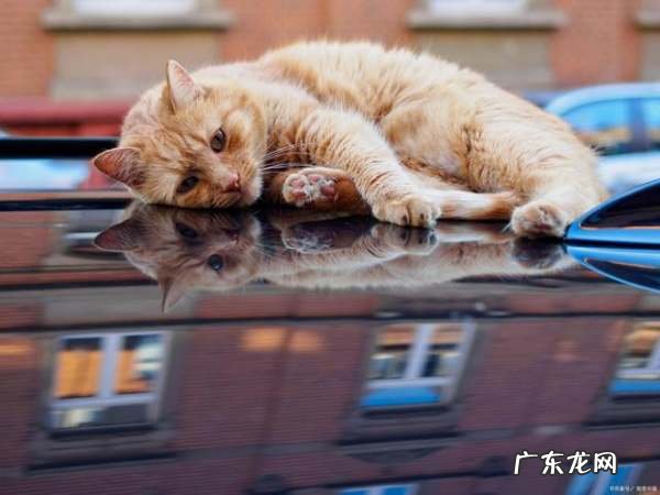 汽车可以带宠物,汽车可以带宠物