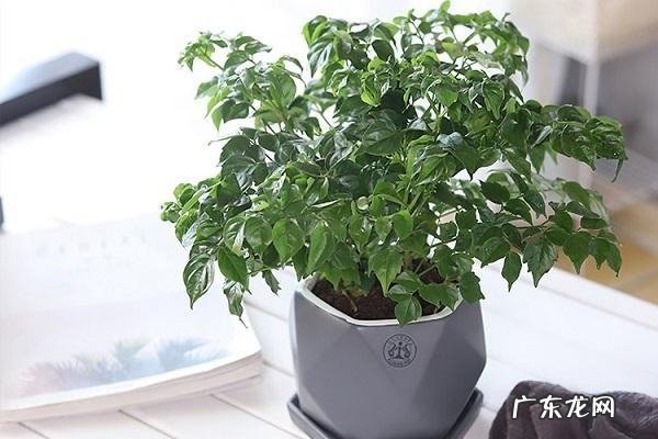 幸福树掉叶子挽救方法,幸福树叶子发黄脱落怎样挽救绿萝