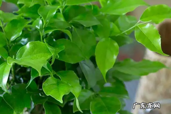 幸福树掉叶子挽救方法,幸福树叶子发黄脱落怎样挽救绿萝