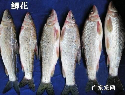 三花五罗十八子都是什么鱼,三花五罗十八子是什么意思
