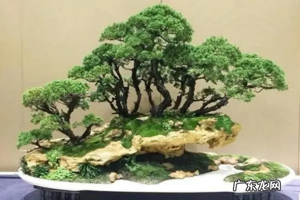 小叶榕怎么养殖,小叶榕的功效和作用