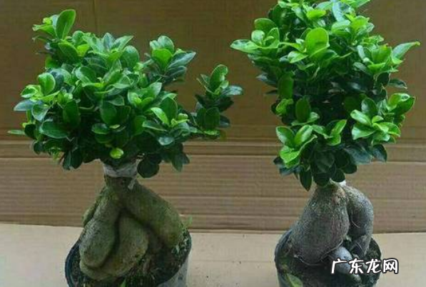 小叶榕怎么养殖,小叶榕的功效和作用