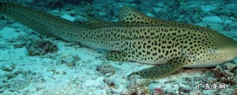 豹纹鲨是什么 豹纹鲨的特点