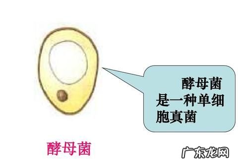 酵母菌是原核生物,下列哪种生物不是龙