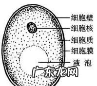 酵母菌是原核生物,下列哪种生物不是龙