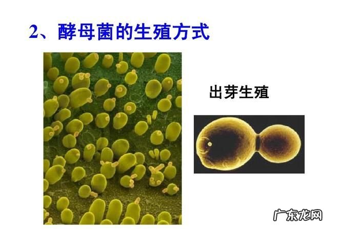 酵母菌是原核生物,下列哪种生物不是龙