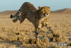 猎豹速度是多少公里,猎豹的速度每小时多少千米