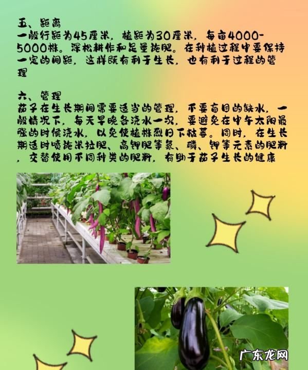 种茄子的方法和枝术,茄子怎么种植和管理才能高产