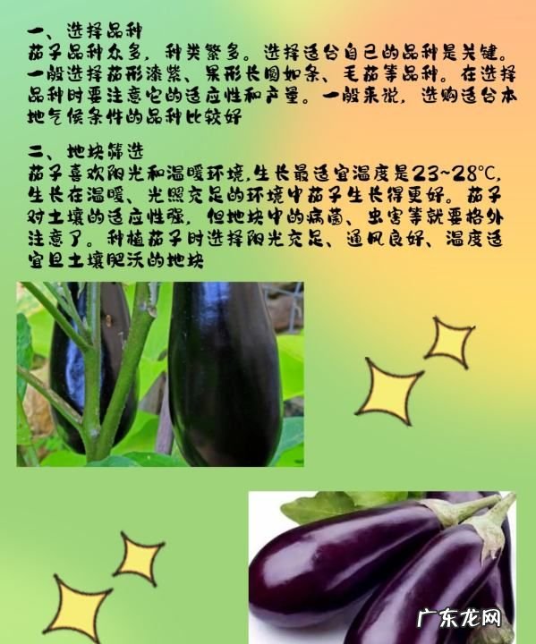 种茄子的方法和枝术,茄子怎么种植和管理才能高产