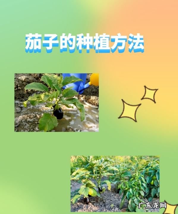 种茄子的方法和枝术,茄子怎么种植和管理才能高产