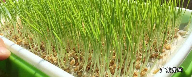 麦芽怎么吃 麦芽怎么吃最好