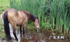 为什么战马要吃干草,古代战马为什么要吃盐