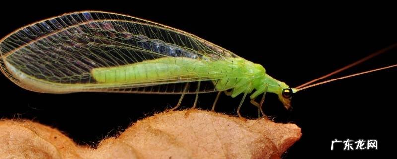 草蛉种类大全 草蛉的特点