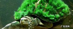 绿毛龟的特点 绿毛龟从哪些方面介绍绿毛龟的