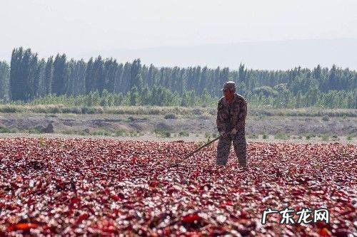 如何晒干辣椒不会烂,辣椒如何泡不会烂