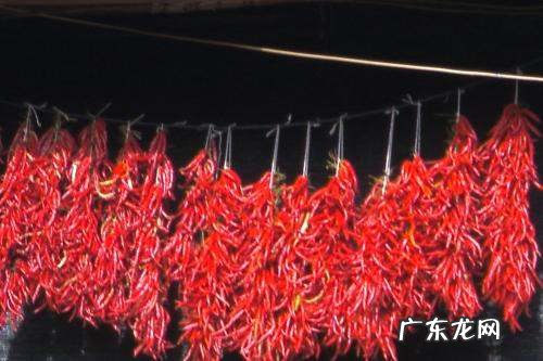 如何晒干辣椒不会烂,辣椒如何泡不会烂