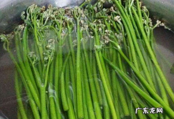 蕨菜泡了两天还能吃,腌制了两三年的蕨菜还能吃