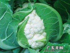 菜花变紫是怎么回事,花菜发紫色怎么回事能吃
