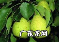 啤特果是热性还是凉性,吃啤特果的好处