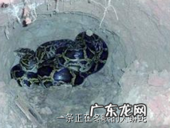 蛇冬眠前做什么准备,蛇过冬前要准备什么食物