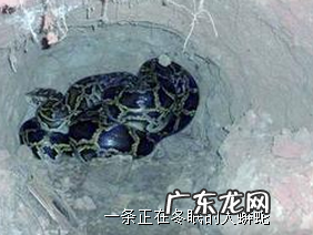 蛇冬眠前做什么准备,蛇过冬前要准备什么食物