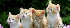 猫的特点描写 猫的特点