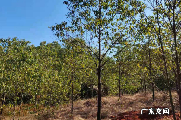 香樟树的特点是什么,香樟树的特点