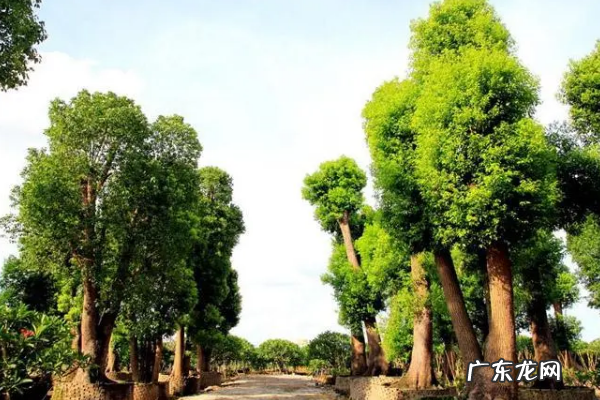 香樟树的特点是什么,香樟树的特点