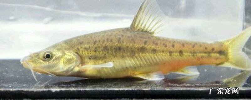 金线有什么特点 金线鲃的特点