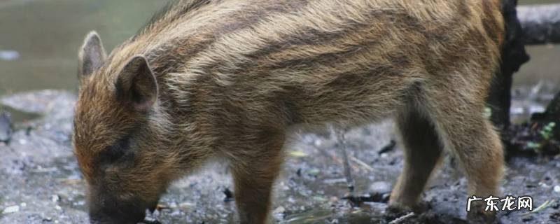 猪主要特征 须猪的特点