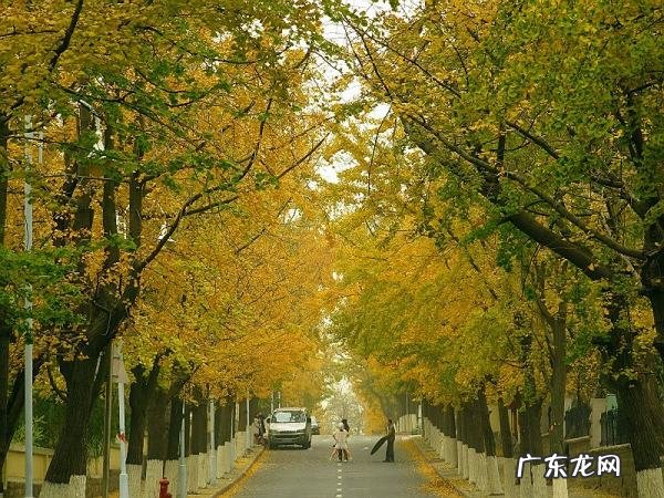 八大关枫叶在哪条路,八大关几月份看枫叶