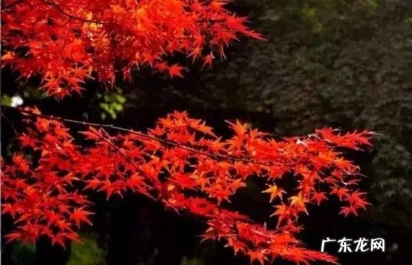 八大关枫叶在哪条路,八大关几月份看枫叶