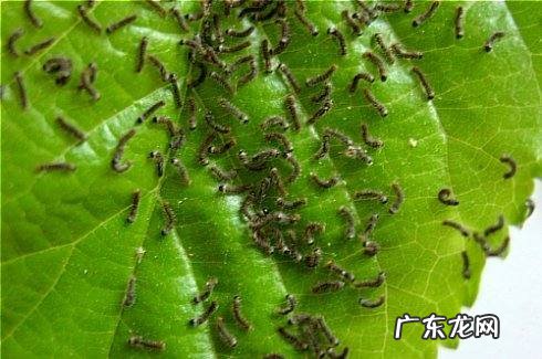 桑丝和桑蚕丝有区别,天然蚕丝和桑蚕丝有什么区别