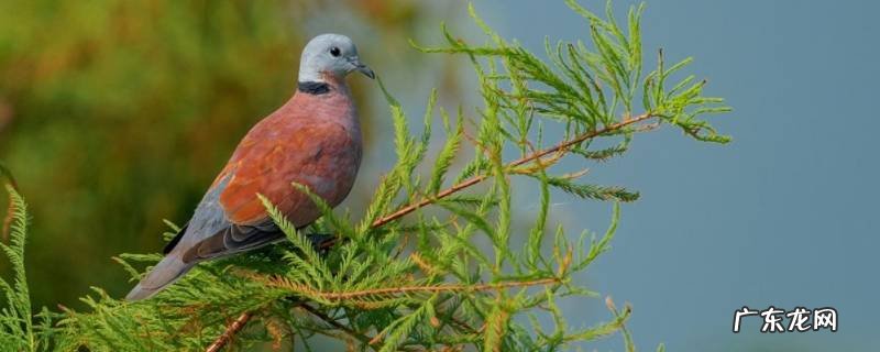 红斑鸠的特点 红色的斑鸠