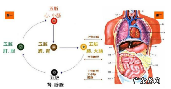吃绿豆对人体有什么作用,绿豆对于人体健康的帮助介绍怎么写