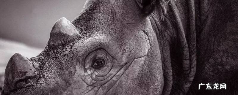 犀牛是哪个洲的 婆罗洲犀牛的特点