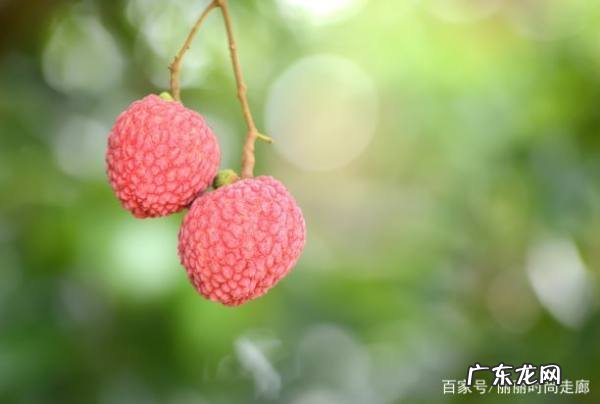 荔枝为什么要泡在水里,荔枝是张骞带回来的
