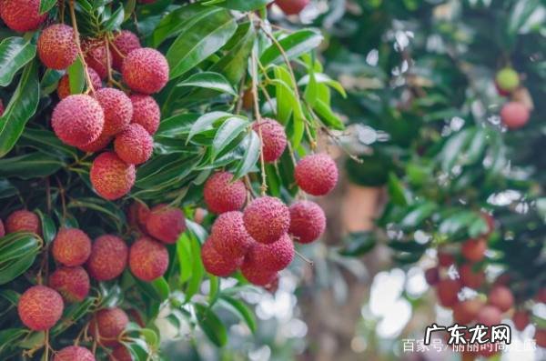 荔枝为什么要泡在水里,荔枝是张骞带回来的