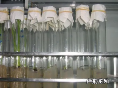 花药离体培养运用了什么技术,花药离体培养运用了什么技术方法