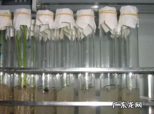 花药离体培养运用了什么技术,花药离体培养运用了什么技术方法
