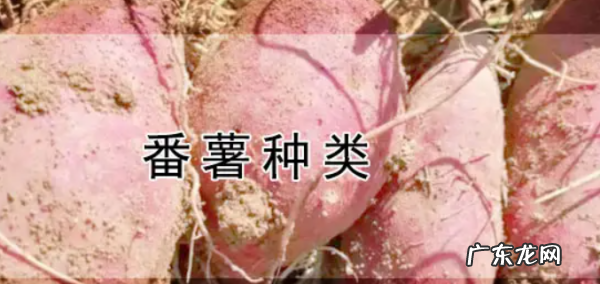 红薯的种类介绍,红薯种类