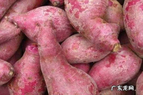 红薯的种类介绍,红薯种类
