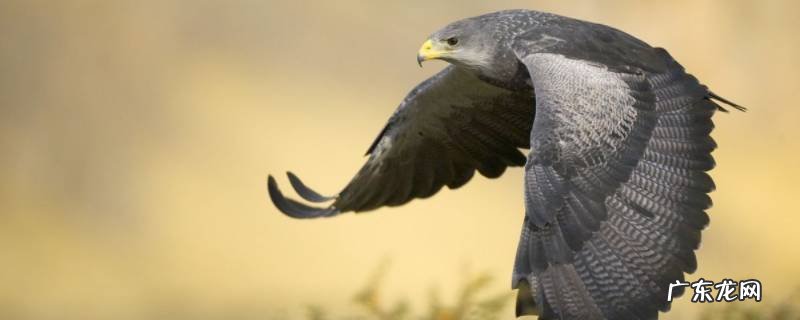 隼有什么特点 褐隼的特点